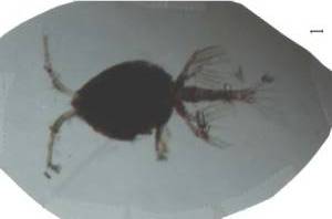 Представитель Семейства Pontoeciellidae